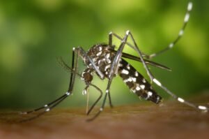 Mosquito-borne diseases