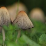 Mushrooms To Your Skincare Routine?