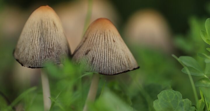 mushroom